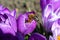 Sunny day in the garden, the bee is working on a purple crocus