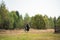 On a sunny day, the girl takes a ride on horseback through the expanses of her estate