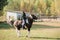 On a sunny day, the girl takes a ride on horseback through the expanses of her estate