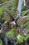 Sunny day in Greece. Sithonia. Pine branch with cones. Green needles.