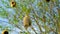 Sunny day, Hanging birds many nest in a acacia tree branch. Landscape view of group of baya weaver bird nests hanging on the