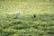 On a sunny day, the jackdaw looks for food in the green grass