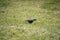 On a sunny day, the jackdaw looks for food in the green grass