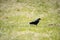 On a sunny day, the jackdaw looks for food in the green grass