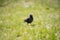 On a sunny day, the jackdaw looks for food in the green grass