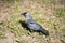 On a sunny day, the jackdaw looks for food in the green grass