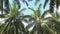 Sunny day in the jungle. A tropical forest. Bottom view on the crowns of lush palm trees and tropical trees. Blue sky with white