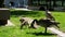 Sunny day little Canadian goose goslings walking on green grass in Vancouver city in Canada eating grass and bread mom