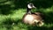 Sunny day little Canadian goose goslings walking on green grass in Vancouver city in Canada eating grass and bread mom