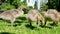 sunny day little canadian goose goslings walking on green grass in Vancouver city in Canada eating grass and bread mom