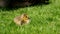 Sunny day little Canadian goose goslings walking on green grass in Vancouver city in Canada eating grass and bread mom