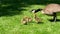 Sunny day little Canadian goose goslings walking on green grass in Vancouver city in Canada eating grass and bread mom