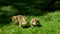 Sunny day little Canadian goose goslings walking on green grass in Vancouver city in Canada eating grass and bread mom