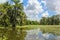 Sunny Day in a Louisiana Swamp