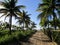 Sunny day and and a promising palm tree sand roadto the tropical beach of Barra Grande, Marau Peninsula, Bahia State, Brazil