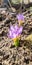 sunny day purple crocus plant land nature flora