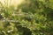 Sunny day, after rain water drops plants. Close up background