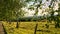 A sunny day in the Saarland with a view over meadows into the valley. Birch and fence in the foreground