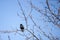 Sunny day of spring with common starling on branch of apple tree after return of south