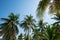 Sunny day and vibrant palm trees Miami FL