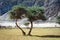 Sunny day view with trees at Nubra Valley