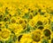 Sunny Disposition - Random Sunflowers