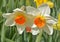 Sunny duo of narcissus