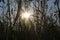 On a sunny evening, sun rays seep through the tall grass