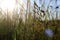 On a sunny evening, sun rays seep through the tall grass