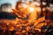 Sunny fall landscape with radiant leaves on branches under clear skies