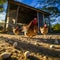 Sunny Farmyard with Free-Range Hens Pecking Seeds