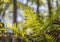 Sunny fern leaves