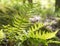 Sunny fern leaves