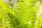 Sunny fern leaves. Green foliage, natural floral fern.