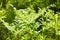 Sunny fern leaves. Green foliage, natural floral fern.