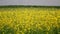 Sunny field of canola. Beautiful spring day.