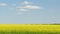 Sunny field of canola. Beautiful spring day. Panorama.