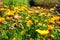 Sunny field of marigold (Calendula officinalis) flowers