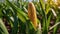 Sunny Field Scene: Corn Cob Amidst Vibrant Environment.