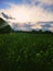 A sunny field of wheats