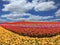 Sunny fields of garden buttercups /ranunculus
