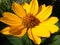 Sunny flower, Heliopsis, Yellow, macro, bright yellow flower close up