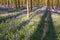 Sunny flowering beech forest