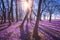 Sunny flowering forest with a carpet of wild violet crocus or saffron flowers, amazing landscape