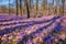 Sunny flowering forest with a carpet of wild violet crocus or saffron flowers, amazing landscape