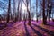 Sunny flowering forest with a carpet of wild violet crocus or saffron flowers, amazing landscape