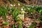 Sunny flowering forest with wild growing white butterbur and white snowflake leucojum flowers, early spring in Europe