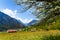 Sunny flowers field near Swiss mountains