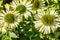 Sunny flowers of green jewel Echinacea for homeopathic alternative medicine