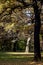 Sunny foliage in the forest in the city in autumn.